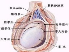 睾丸疼痛有哪些危害？