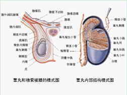 睾丸炎