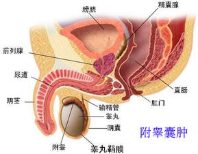 睾丸炎
